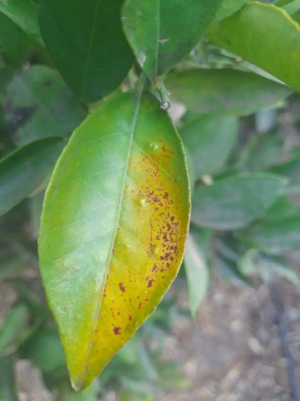 مرض التبقع الأسود الحمضي (Citrus Black Spot)