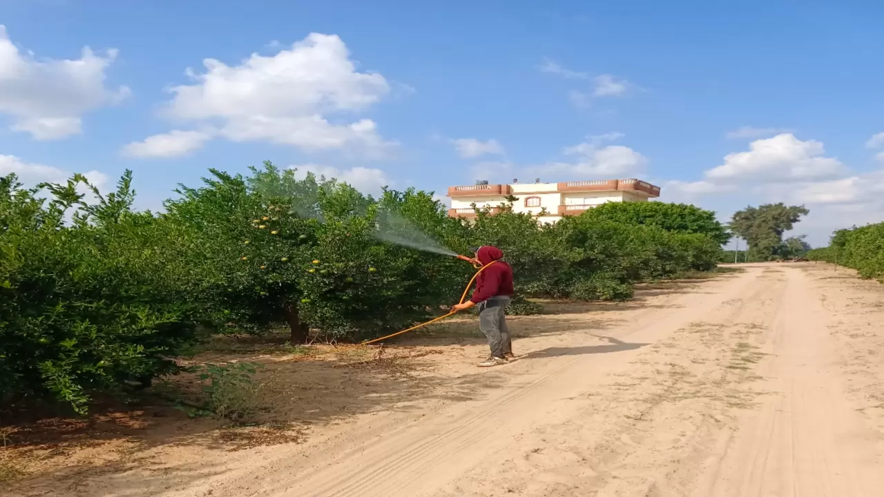 أهمية الرش الورقي للنبات